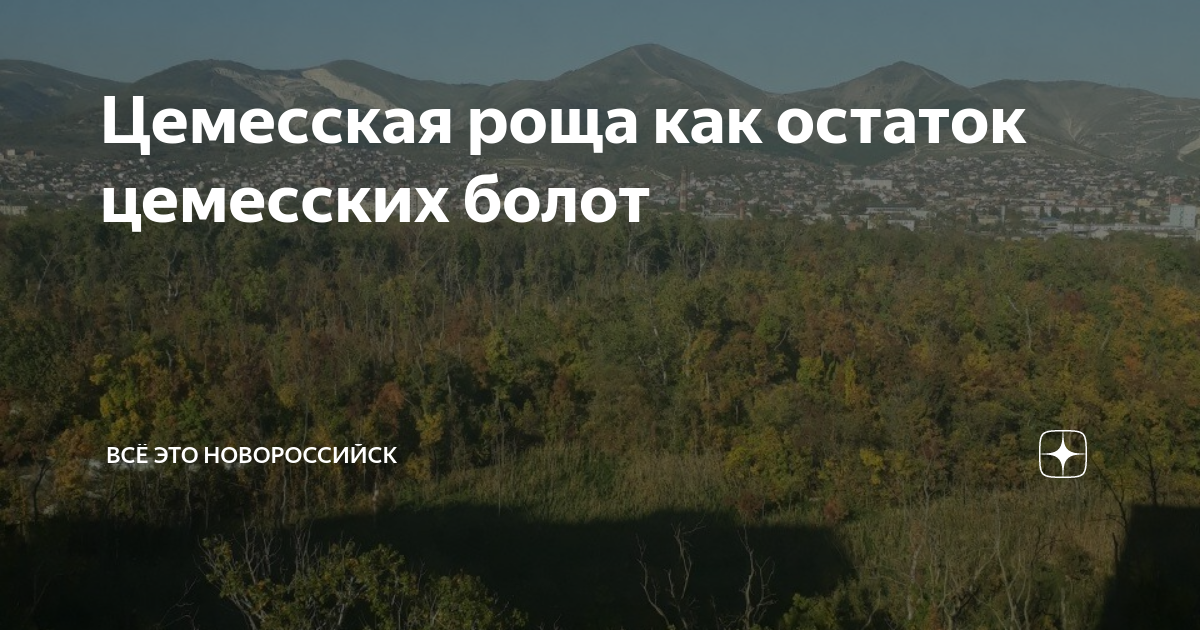 Цемесская роща как остаток цемесских болот | Всё это Новороссийск | Дзен