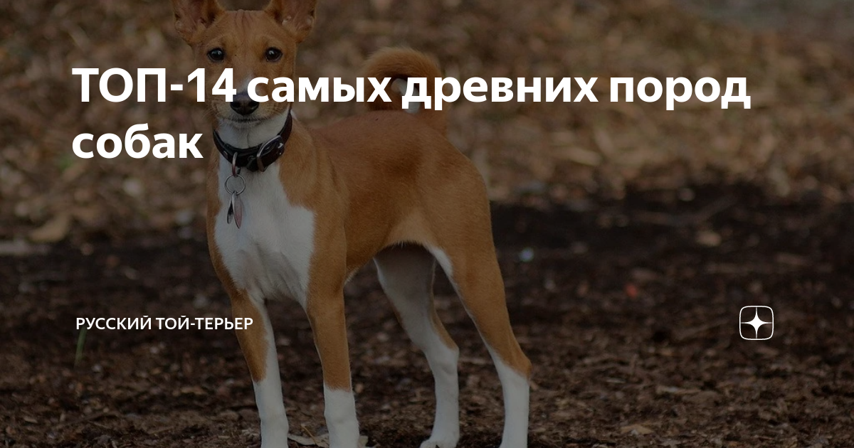 ТОП-14 самых древних пород собак | Прокотьев | Дзен