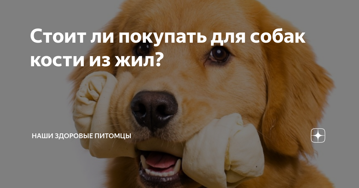 Стоит ли покупать для собак кости из жил? | Наши здоровые питомцы | Дзен