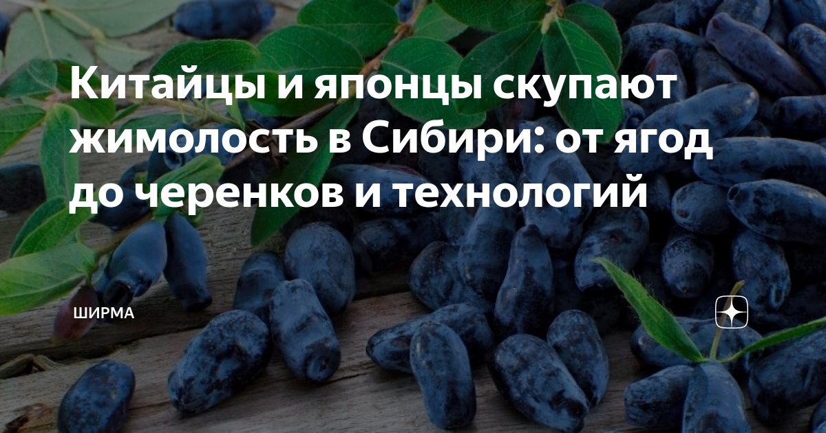 Есть жимолость при сахарном диабете. Жимолость сорт россиянка