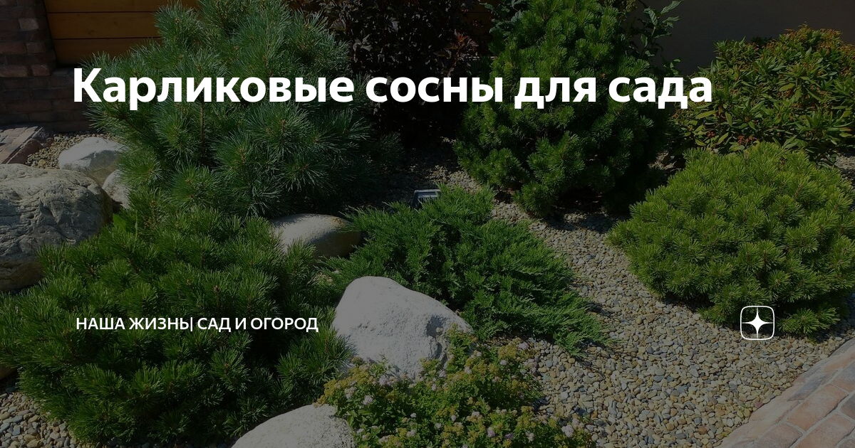 Карликовые сосны для сада | Наша жизнь| сад и огород | Дзен