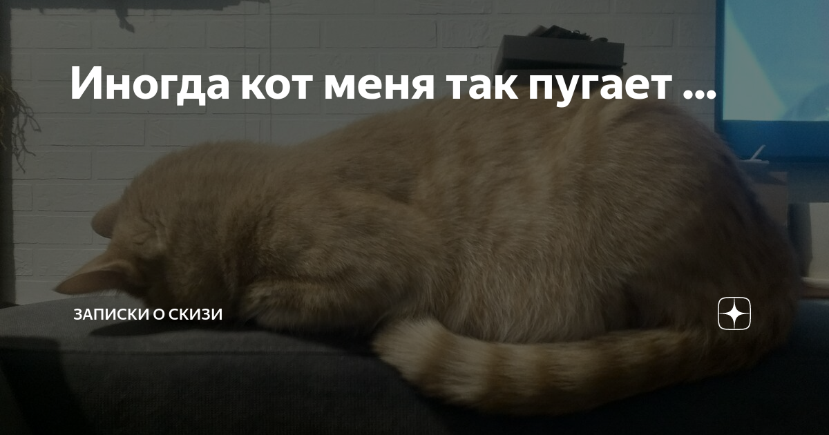 Скизи мазанкин кот дзен. Скизи Мазанкин кот. Скизи кот истории дзен. Кот в Дзене. Скизи Мазанкин кот дзен новое.