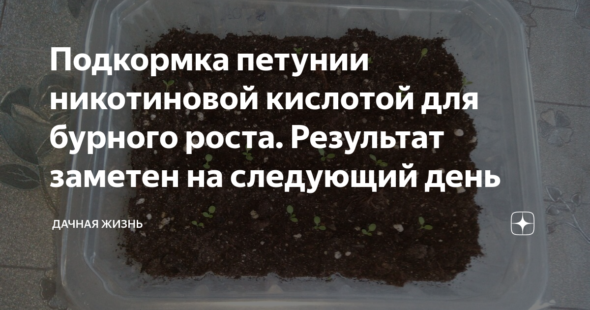 Подкормка петуний. Схема подкормок петуний. Удобрение для петунии для роста и цветения. Лимонная кислота для петунии. Янтарная кислота для рассады петуний