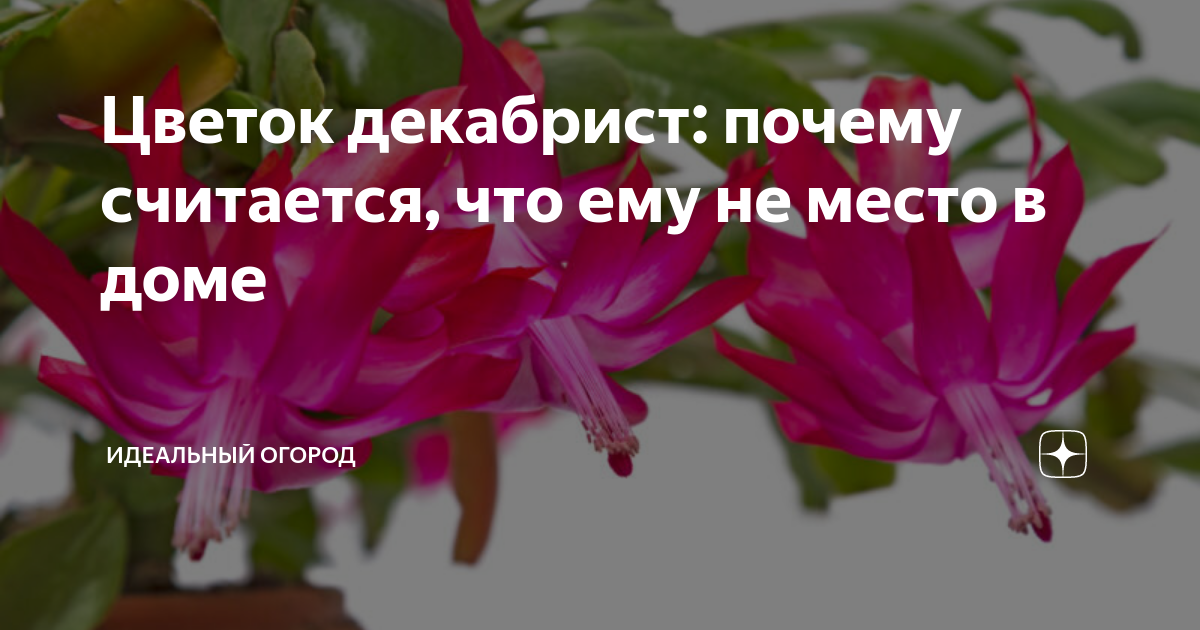 Чем подкормить декабрист в домашних. Удобрения для шлюмбергеры. Декабрист цветок подкормка для цветения. Удобрение для цветка декабрист. Чем подкормить декабрист.