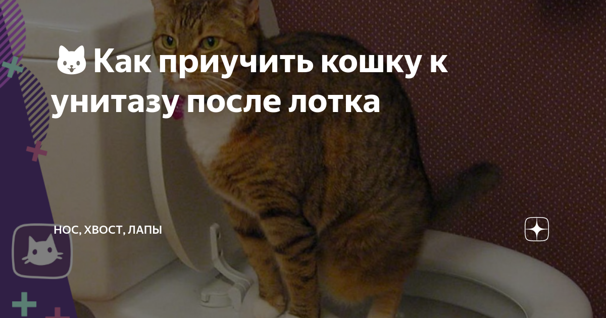 Как научить кота смывать за собой унитаз