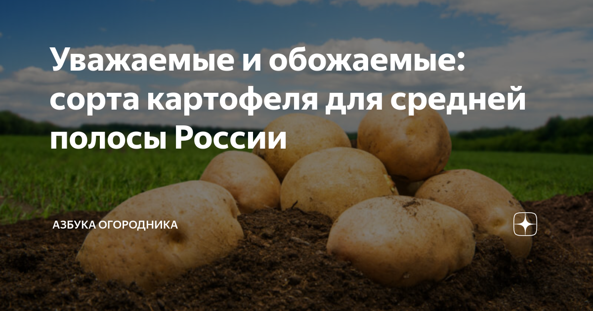 Картошка репанка описание сорта фото отзывы Какой срок созревания картофеля
