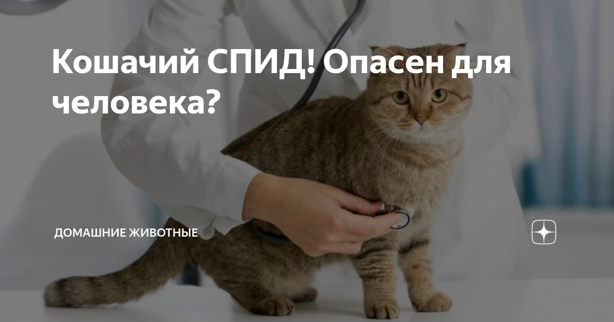 Теплые коты спид ап. Теплые коты спид ап