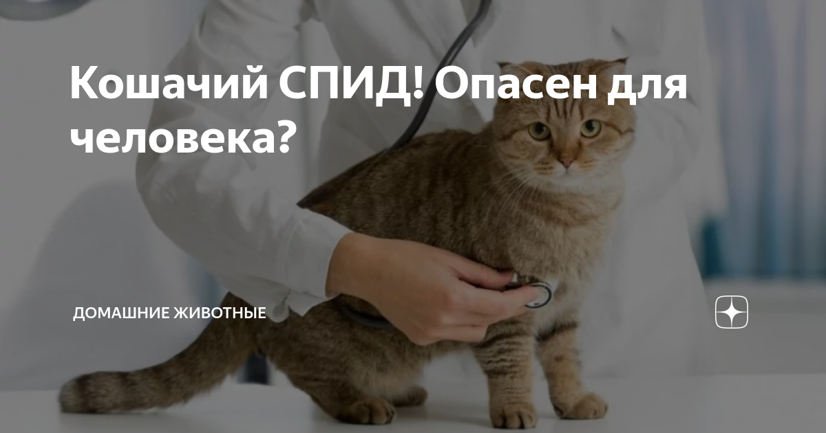 Теплые коты спид