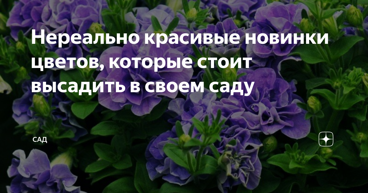 Нереально красивые новинки цветов, которые стоит высадить в своем саду ...