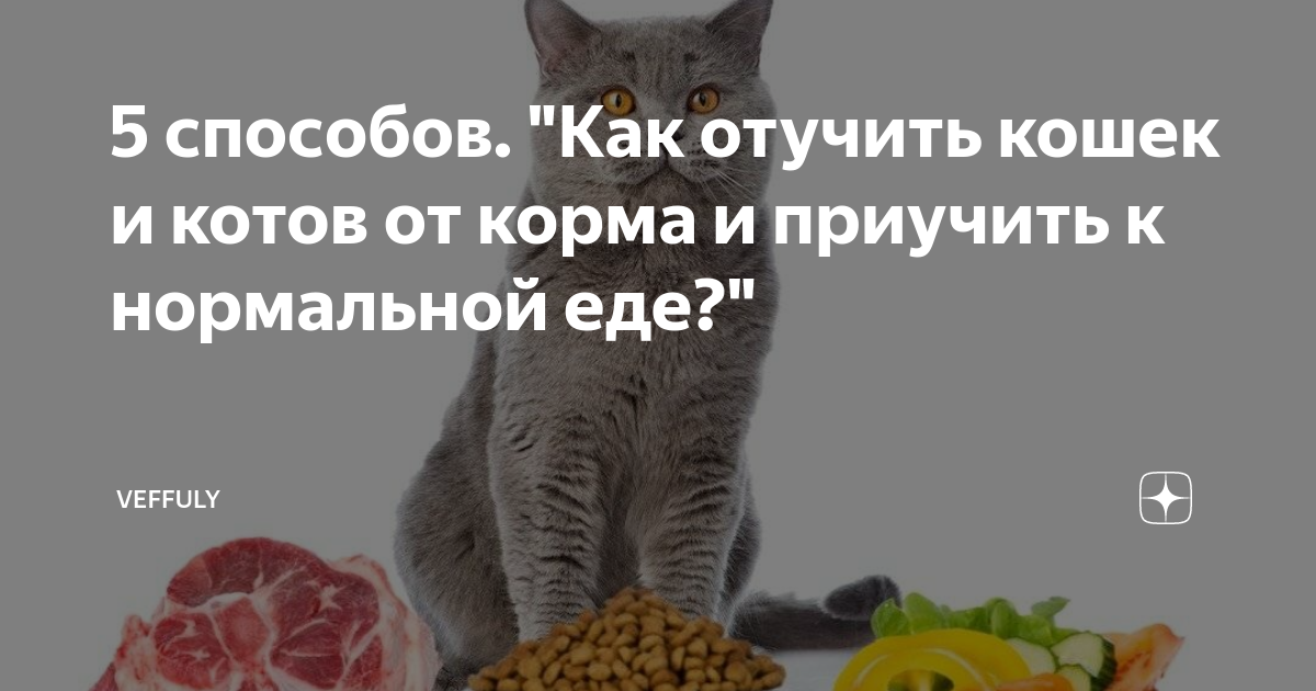 Как отучить кошку от корма. Как отучить кошку от корма