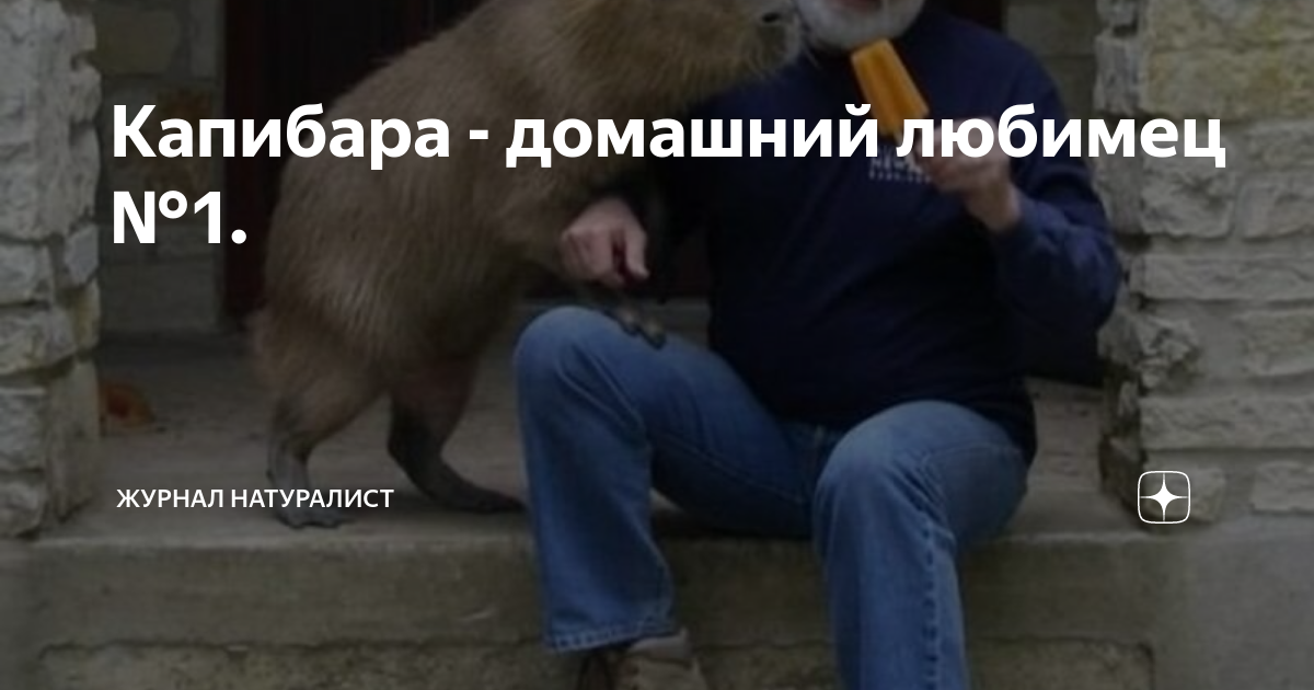 Капибара - домашний любимец №1. | Журнал натуралист | Дзен