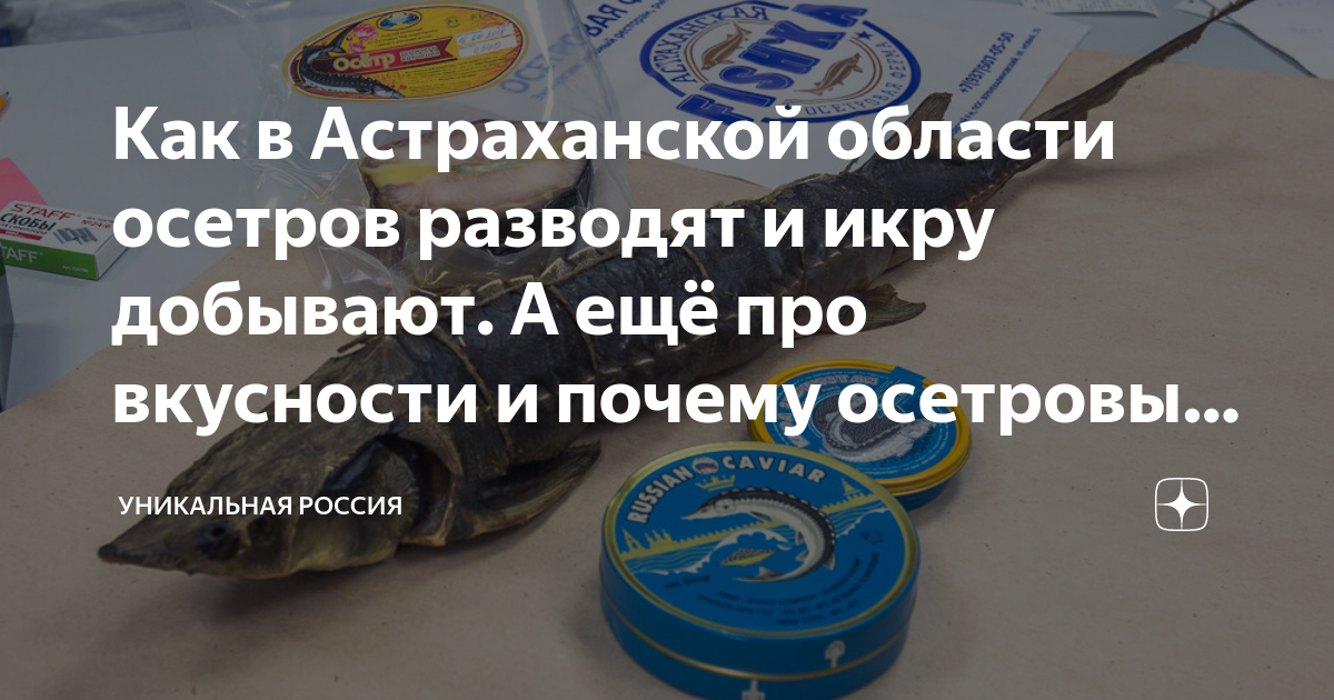 Как в Астраханской области осетров разводят и икру добывают. А ещё про ...