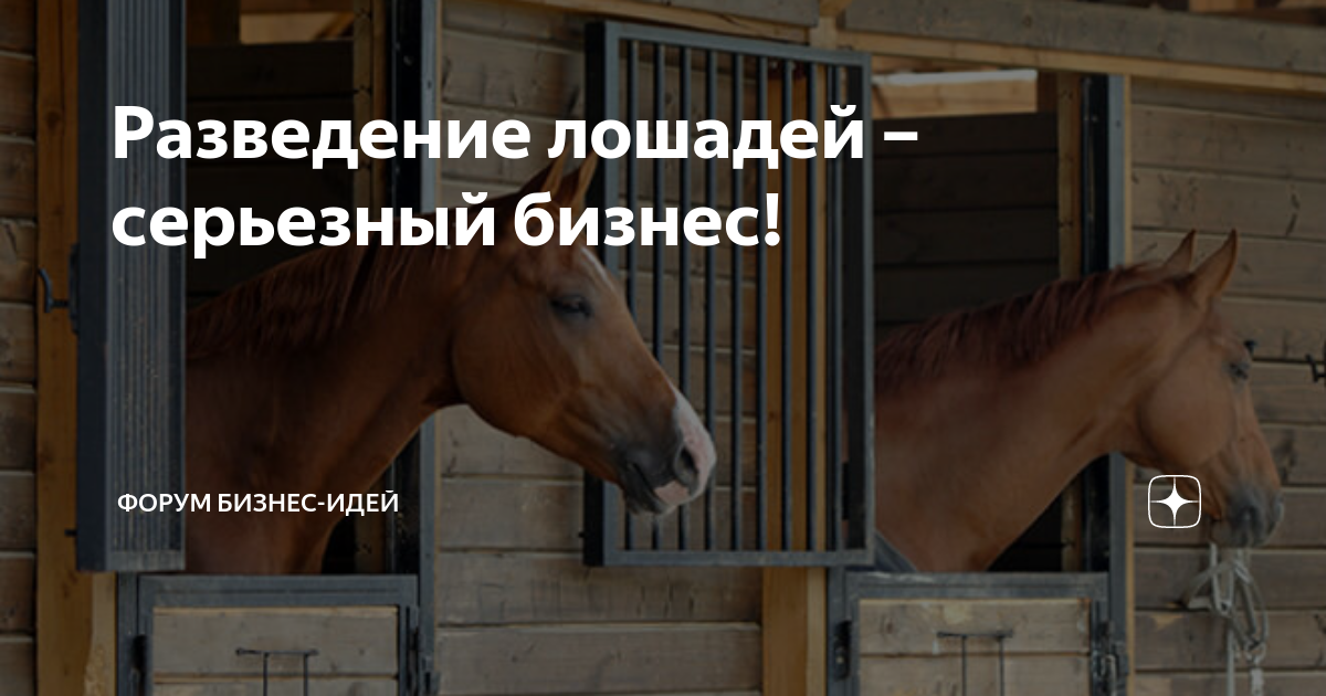 Помещение для тренировки лошадей. Серьезная лошадь. Деловая лошадь. Красавицы лошадки бизнес план.