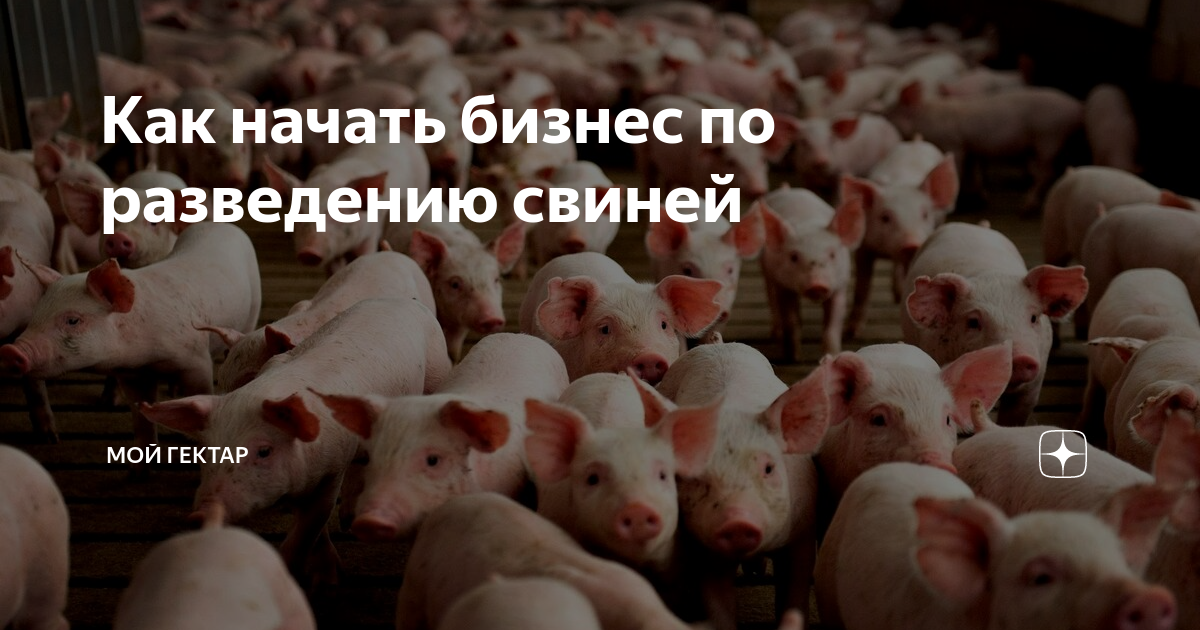 Бизнес проект по выращиванию свиней в калининграде Как начать бизнес по разведению свиней Мой гектар Дзен