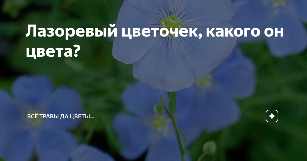Лазоревый цветочек, какого он цвета? | Всё травы да цветы... | Дзен