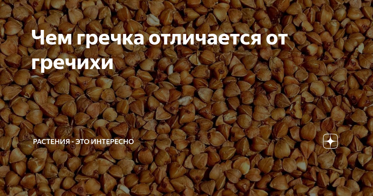 Гречка царица круп