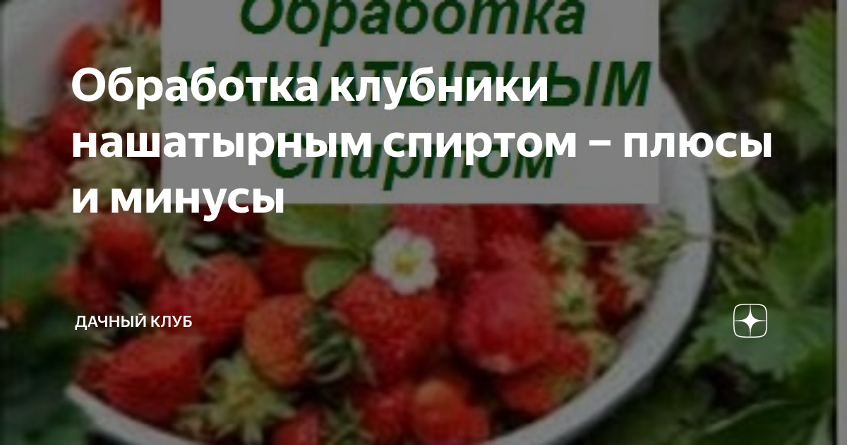 Обработка клубники осенью от болезней и вредителей. Клубника на переработку.