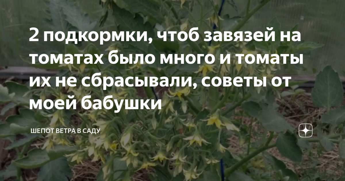 Завязь помидор. Борная кислота для завязи. Опрыскивание томатов. Удобрение для томатов. Для завязи помидоров высокорослый помидор.