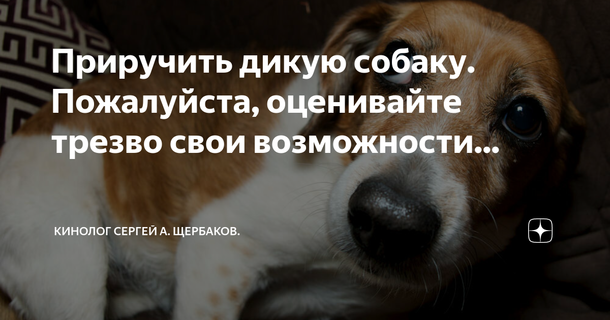 Я приручаю бешеную собаку бывшего. Я приручила бешеную собаку бывшего мужа. Я приручила бешеного пса своего бывшего. Где прячется собака. Я приручила бешеную собаку бывшего мужа 75.