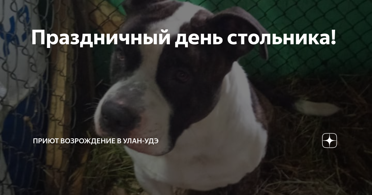 Праздничный день стольника! | Приют Планета Возрождение в Улан-удэ | Дзен