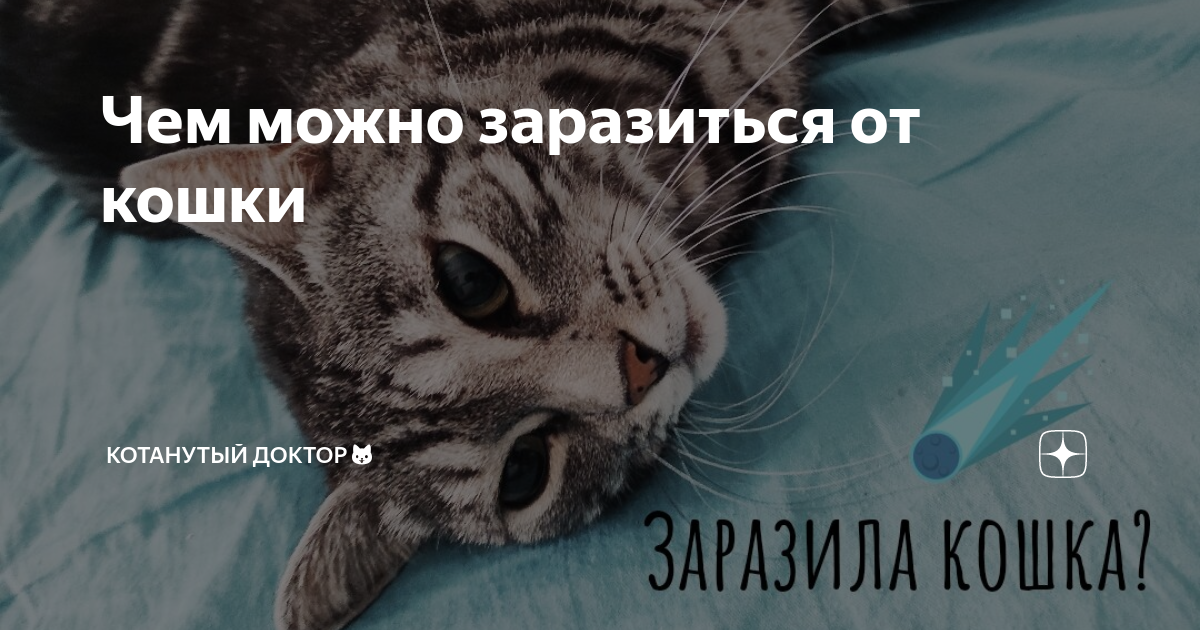 Коты забирают болезни. Правда ли что кошки забирают болезни.