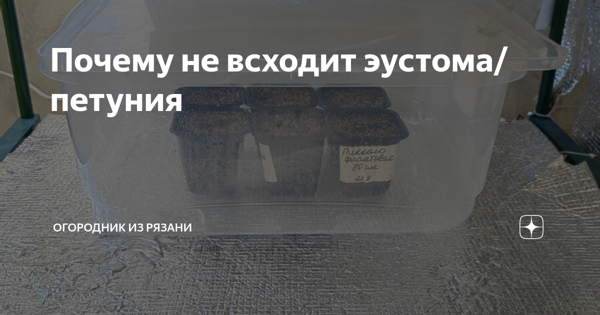 Почему не всходит эустома/петуния | Огородник из Рязани | Дзен