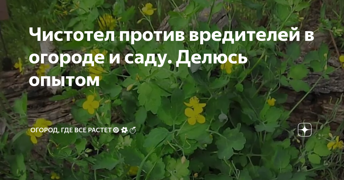 Чистотел от вредителей в саду. Чистотел как избавиться на огороде семена как выглядит.