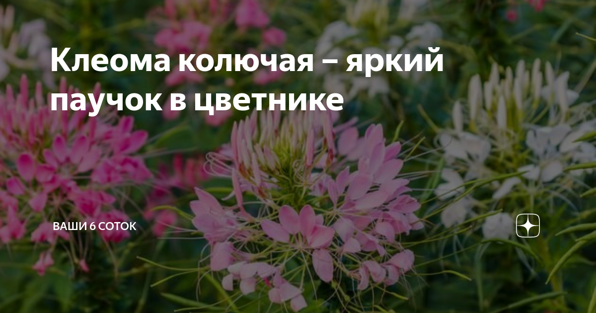 Клеома Cleome Clio Magenta