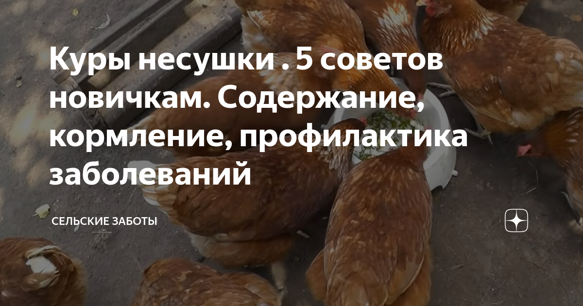 Содержание новенький. Болезни кур несушек промышленного стада. Ремонтный Молодняк кур несушек кормление. Промеры курицы несушки.