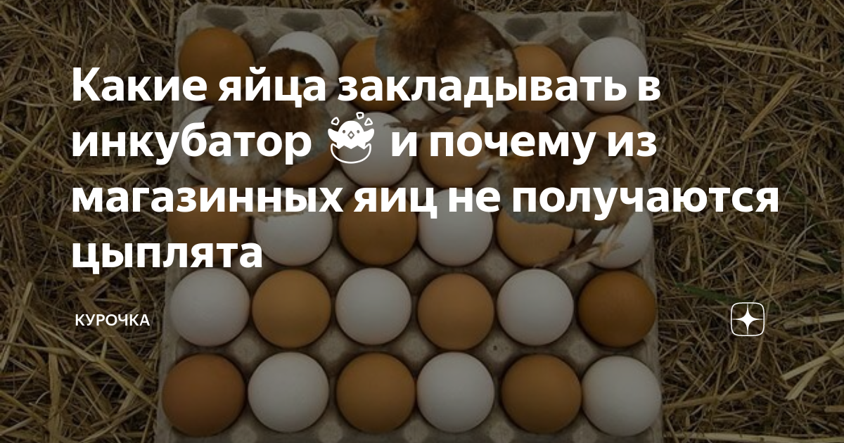 Каким концом закладывать яйца. Цыплята из магазинных яиц. Что лучше домашние яйца или магазинные. Как определить домашние яйца от магазинных. Как из яйца получается цыпленок.