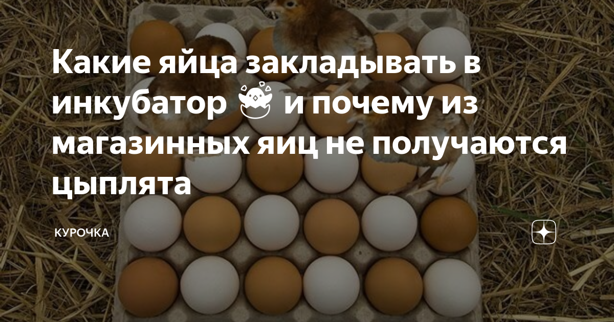 Какие яйца закладывать в инкубатор ?? и почему из магазинных яиц не ...