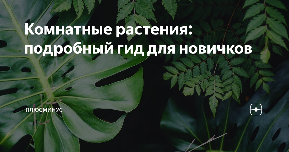 Комнатные растения: подробный гид для новичков | Блог Плюса | Дзен