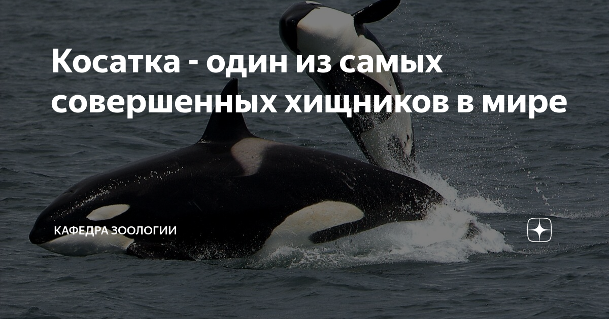 Косатка - один из самых совершенных хищников в мире | Кафедра зоологии ...