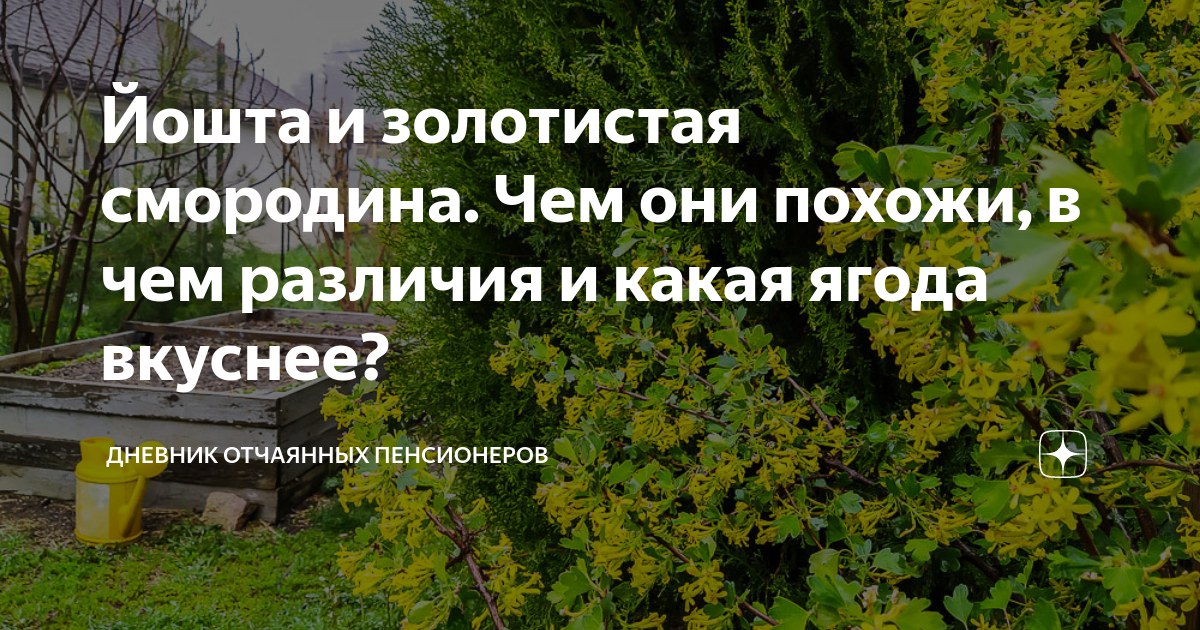 Йошта и золотистая смородина. Чем они похожи, в чем различия и какая ...