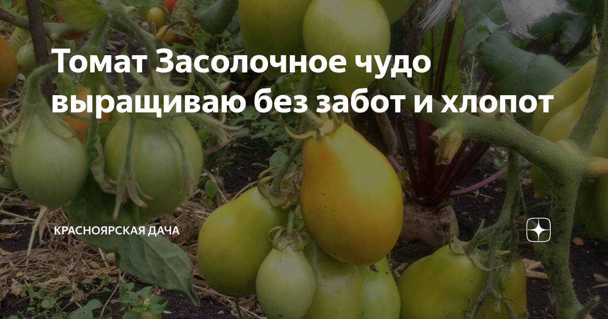 Томат Засолочное чудо выращиваю без забот и хлопот | Красноярская дача ...
