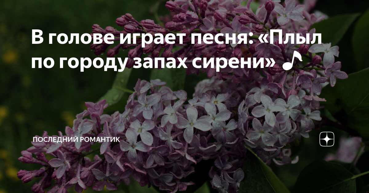План по городу запах сирени