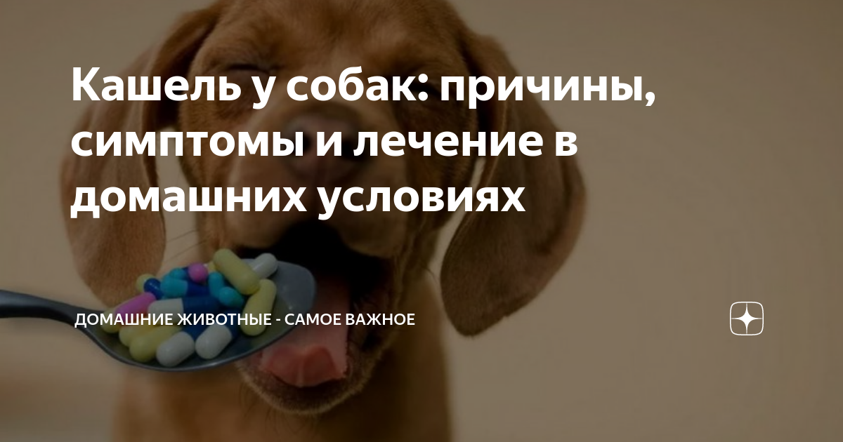 Собака подавилась лечение