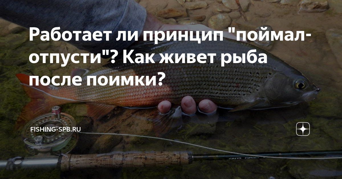 Рыба в сон что значит. Видеть во сне рыбу. Карпфишинг поймал отпусти. Ловля русалок. Почему отпускают бычков рыбу.