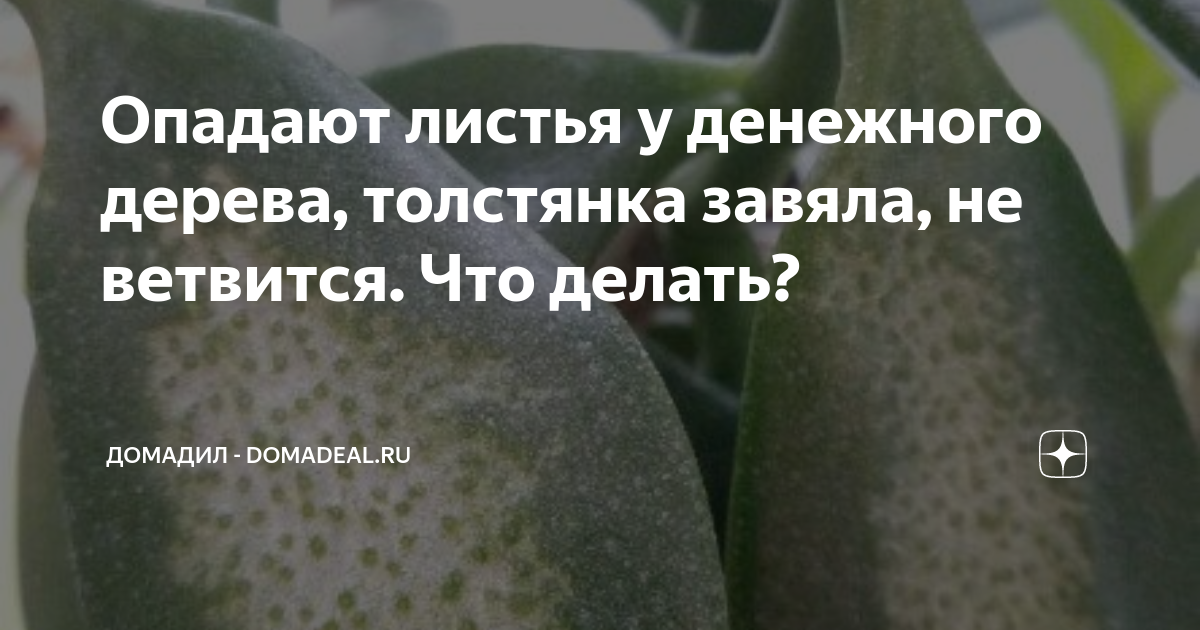 Почему опадают листья у крассулы (денежного дерева) и как с этим бороться