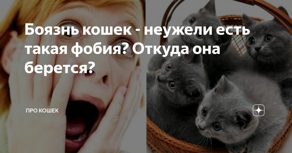 Как называется боязнь кошек. Как называется боязнь кошек