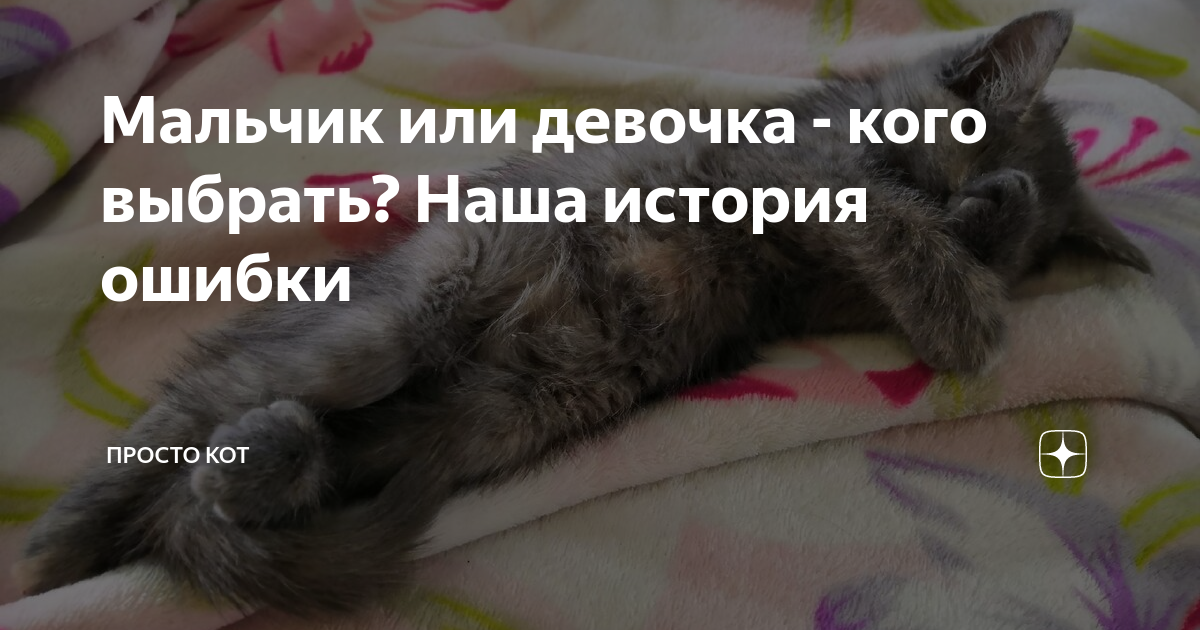 котенок мальчик или девочка кого выбрать