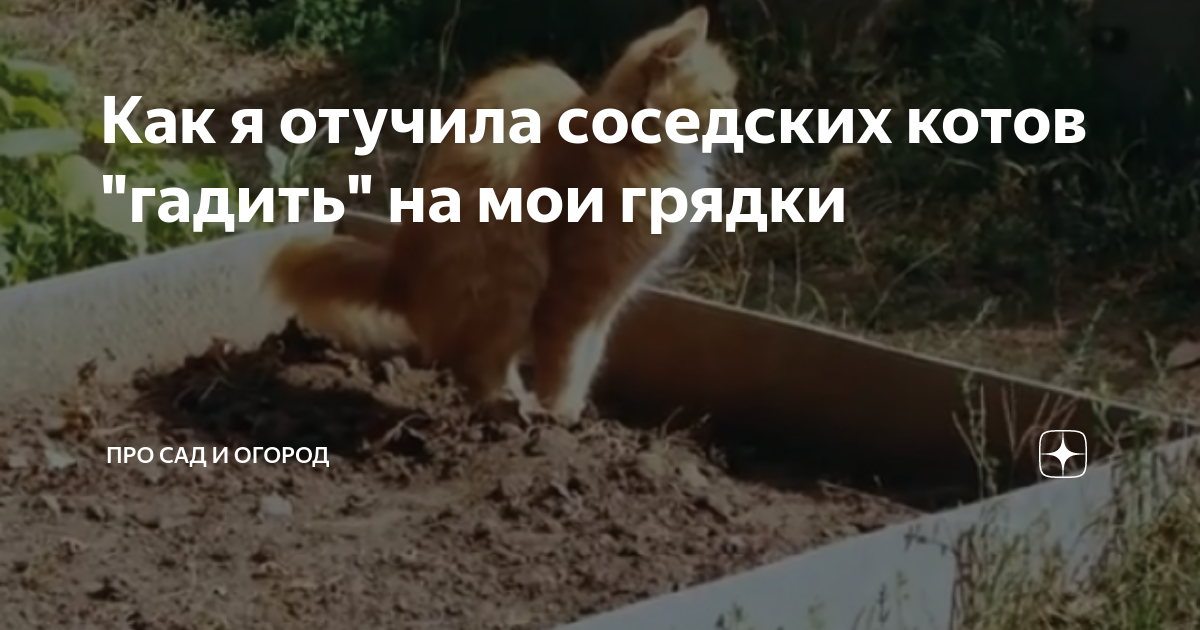 Чтобы коты не гадили. Кошки гадят на грядки. Отвадить котов от грядок. Кот гадит на грядку. Отучение кошек гадить на участке.