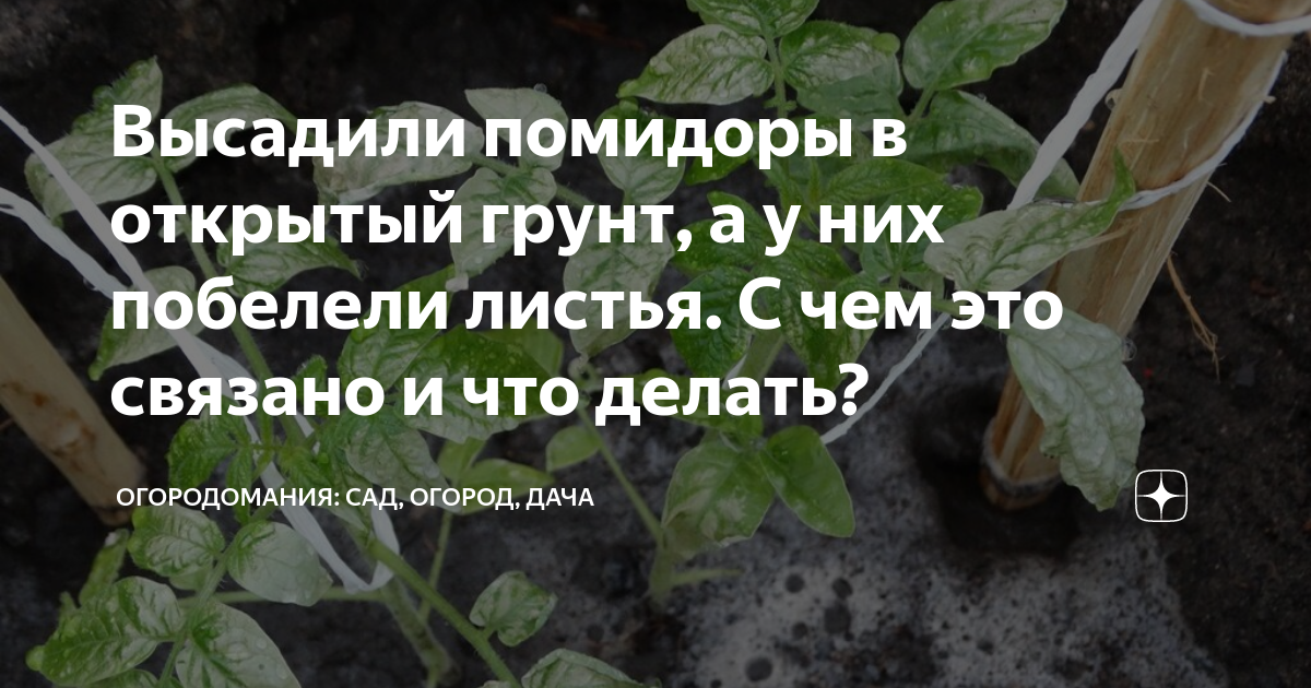 Перец побелел после высадки в грунт. Побелели листья у рассады помидор. Белеют листья у рассады помидор. У рассады томатов белеют листья. Почему побелели листья на рассаде помидор.