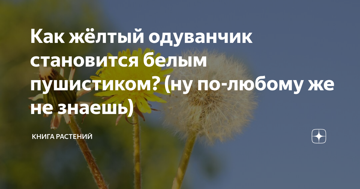 Раннее лето пора цветения одуванчиков. Одуванчик отцвел. Став одуванчик. Одуванчик золотой был красивый молодой стих. Руническая формула от отеков.