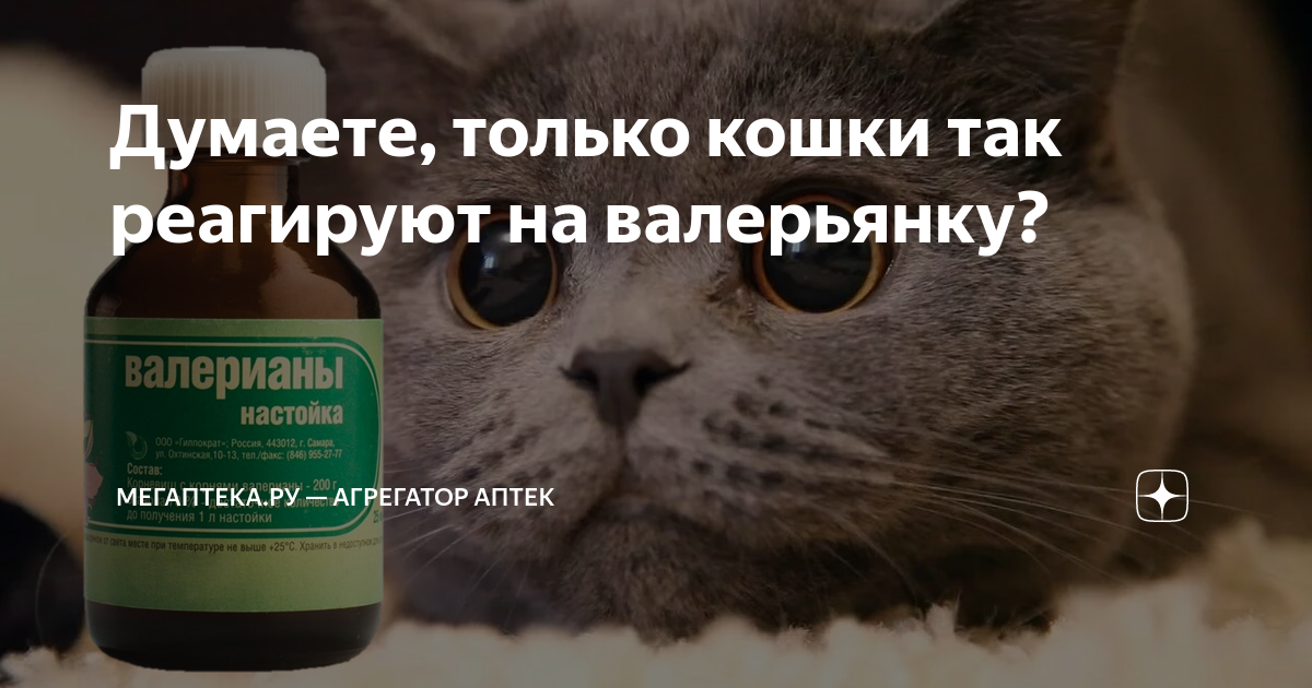 Можно ли кошке давать валерьянку в таблетках. Кот и валерьянка. валерьянка для кошек. валериана лекарство кошке.