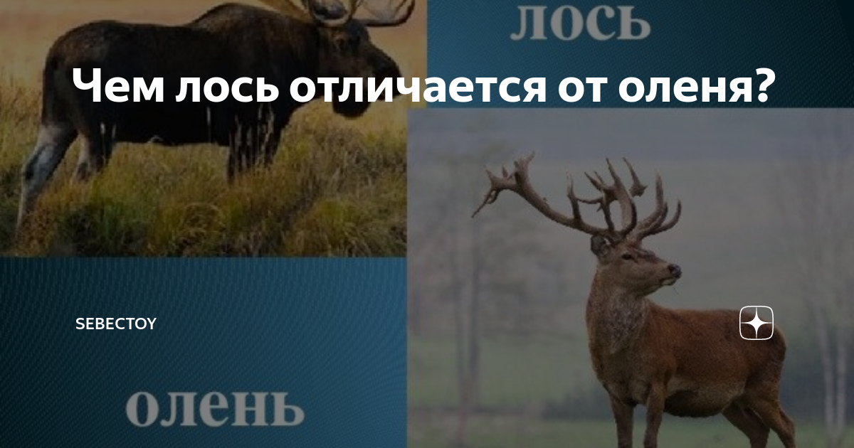 Отличие лося от оленя