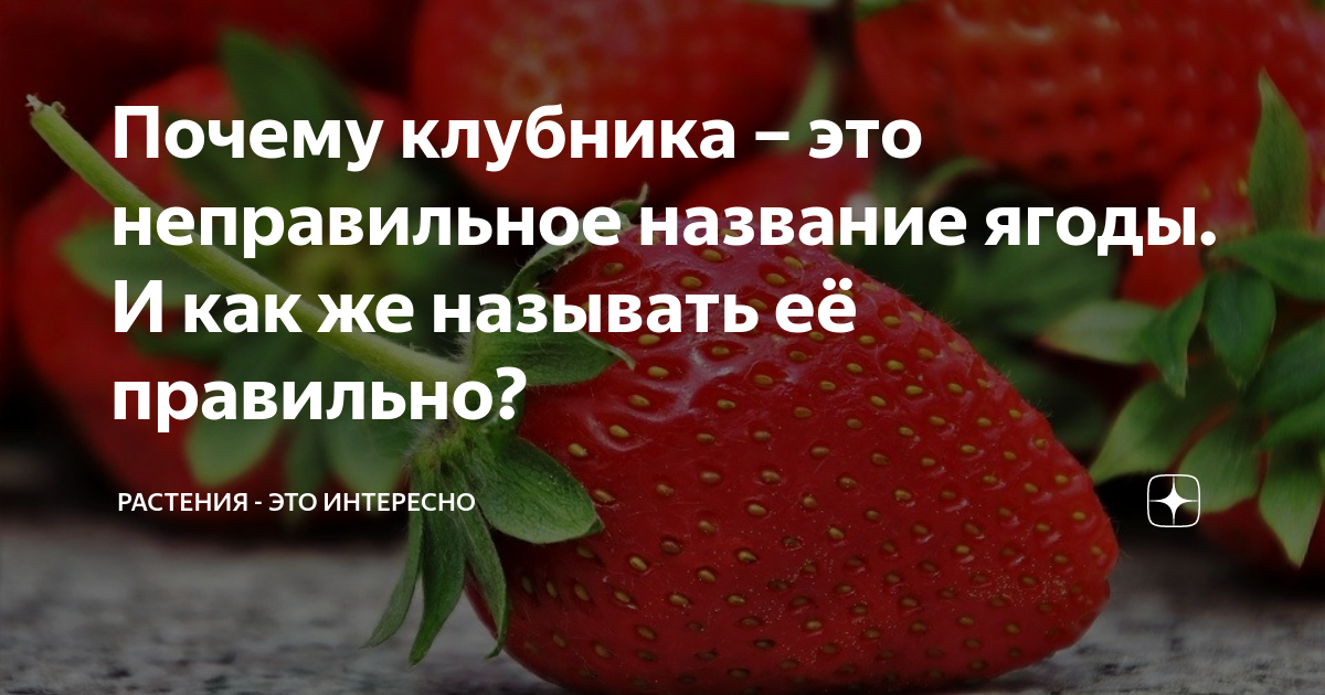 Клубника почему мало ягод. Клубника почему мало ягод. Когда спеет клубника. Сорта засорители клубники. Земляника почему так называется.