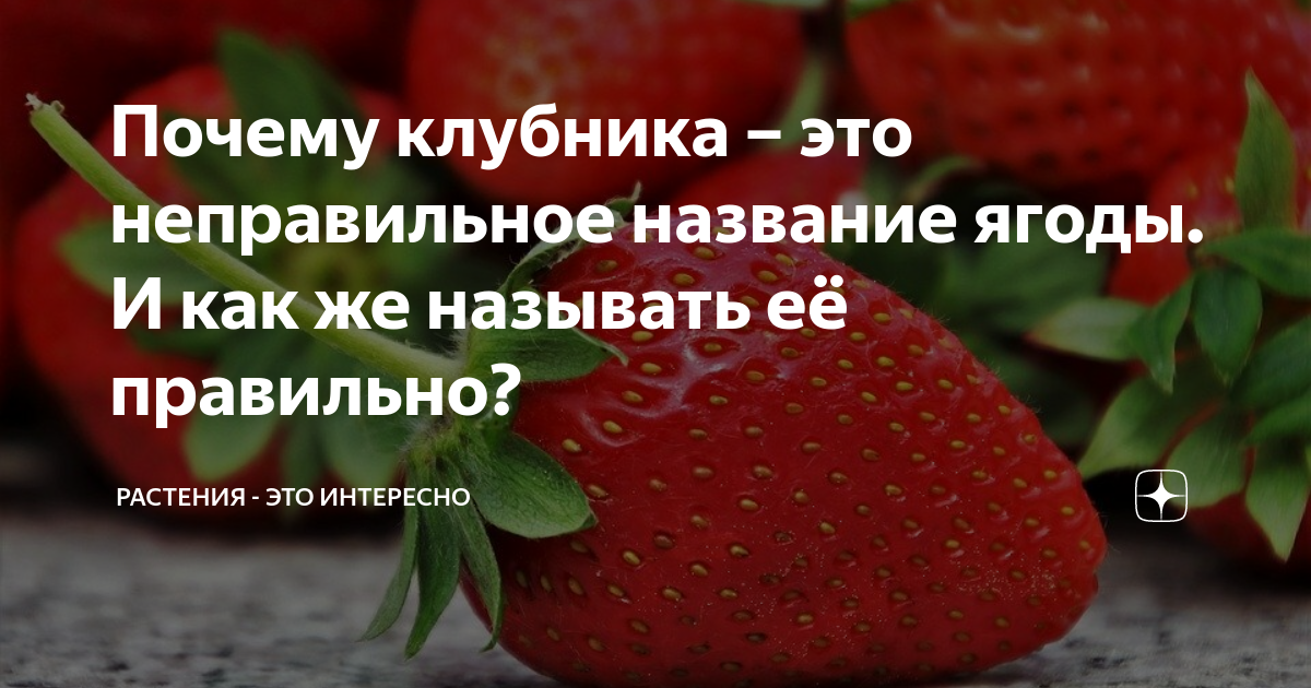 Клубника почему так называется. Почему клубнику называют земляникой. Как по-другому можно назвать клубнику. Земляника почему так называется.