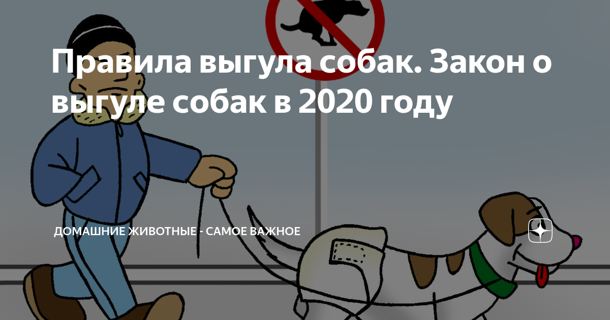 Закон о выгуле собак в 2024 году. Правила выгула собак. Закон о выгуле собак. Правила выгула домашних животных. Правила содержания собак.