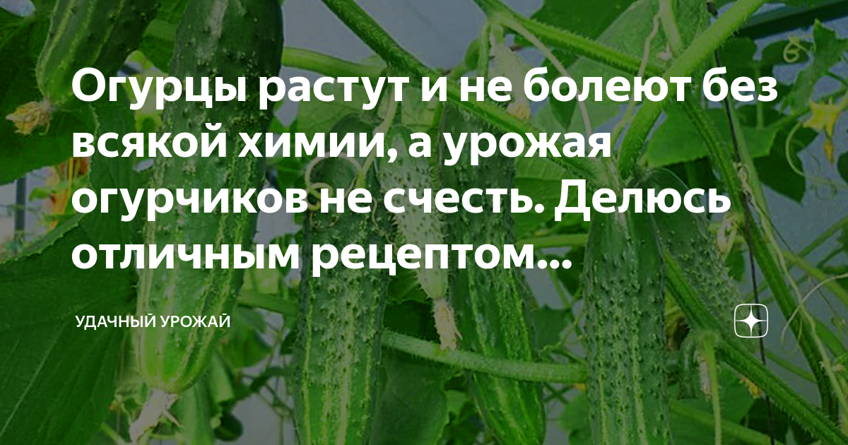 Почему завязи огурцов не растут. Огурцы не растут. Завязь для огурцов. Завязи огурцов в теплице. Болеют огурцы в теплице завязь.